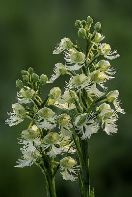 Dew Covered Prairie White Fringed Orchid, Chiwaukee Prairie, Kenosha County, WI