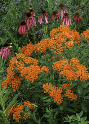 Butterfly-weed and Purple Cone Flowers