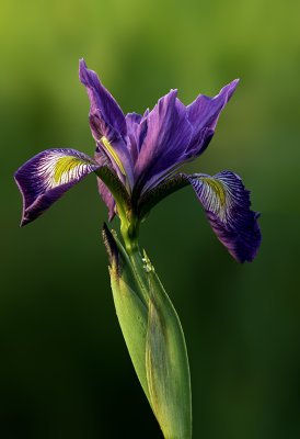 Blue Flag Iris, Chiwaukee Prairie, Kenosha County, WI