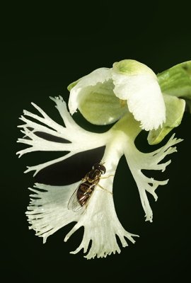 Hover Fly on Prairie White Fringed Orchid, Chiwaukee Prairie, Kenosha County, WI