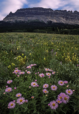 Singleshot Mountain and Meadow near St. Mary's in Glacier National Park, MT