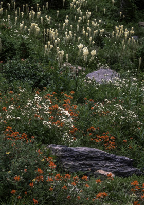 Wildflowers in Meadow at Logan Pass, Glacier National Park, MT