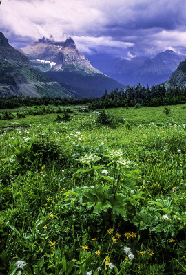 Logan Pass Meadow, Glacier National Park, MT
