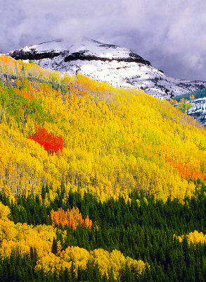 Aspens in Peak Fall Color near Telluride, CO