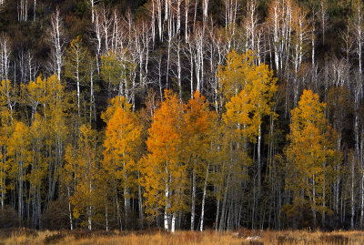 Aspens near Hart Prairie, Flagstaff, AZ