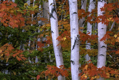 Birches Among Maples, Crawford Notch State Park N H