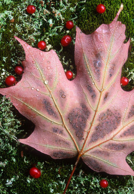 Maple leaf with False Solomon Seal Berries, NH