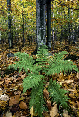 Beech Leaves and Fern, Peninsula State Park, Door County, WI