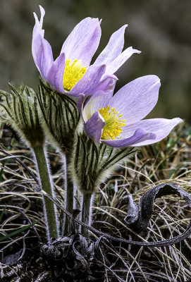 A Pair of Pasque Flowers, Harlem Hills Prairie, IL