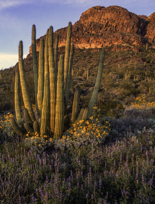 Organ Pipe Cactus and Lupines, Organ Pipe Cactus National Monument, AZ