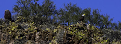 Bald Eagle at Lake Pleasant Regional Park, AZ.jpg