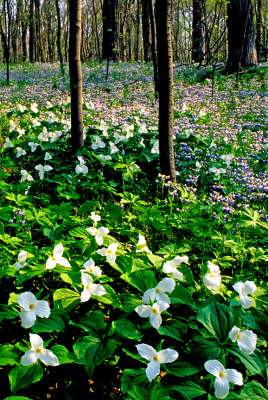 Great White Trillium and Blue-eyed Mary in Messenger Woods, Will County, IL
