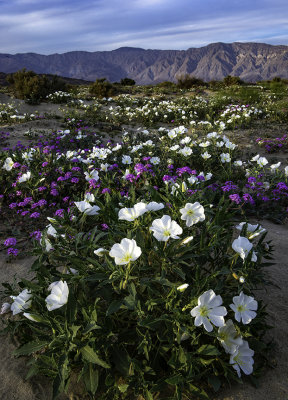 Bird Cage Primrose, Anza Borrego Desert State Park, CA