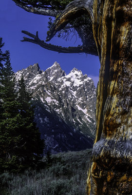 Limber Pine tree known s the Patriarch at Grand Teton National Park, WY