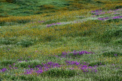 Grasses, Fiddlenecks, and Paintbrush,  Tehachapi Mountains, CA