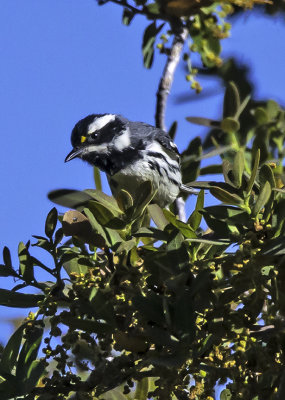 Black-throated Gray Warbler, SE AZ