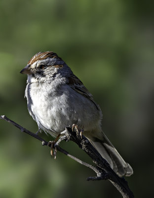 Rufous-winged Sparrow, SE,AZ