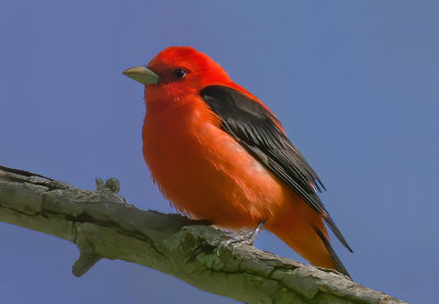 Scarlet Tanager, Magee Marsh, Ohio