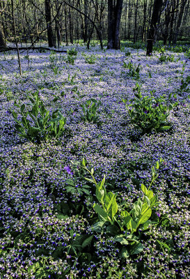 Blue-eyed Marys and Virginia Bluebells, Messenger Woods, IL.