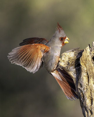 Pyrrhuloxia