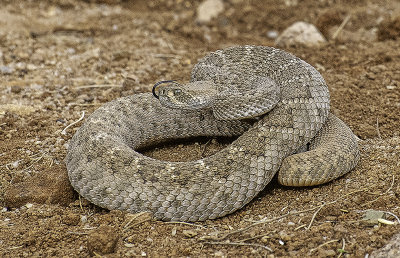 Western Diamondback