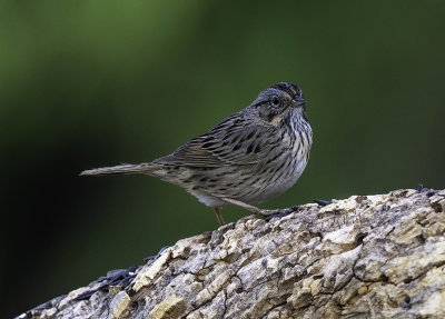 Lincoln Sparrow