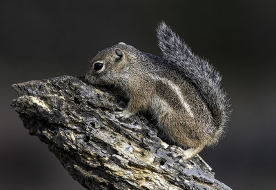 Harris' Squirrel