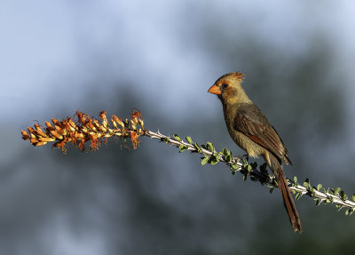 Northern Cardinal (female)