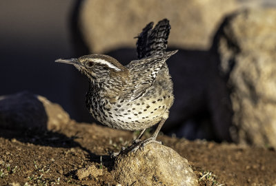 Cactus Wren