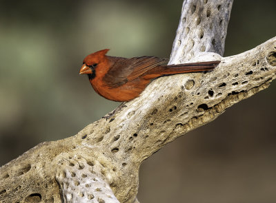 Northern Cardinal