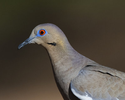 White-winged Dove 