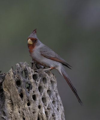 Pyrrhuloxia