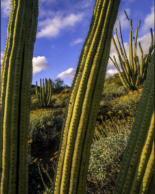 Organ Pipe Cactus, Organ Pipe Cactus National Monument, AZ