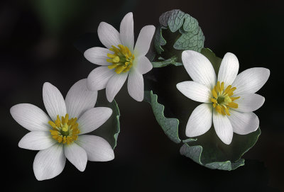 Bloodroot, Messenger Woods, Will County, IL