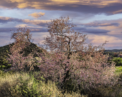 Ironwood Tree near Black Canyon City, AZ
