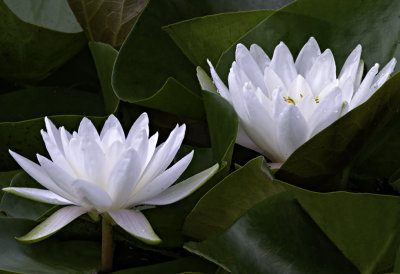 Water Lilies in a small pond near Sedona, AZ