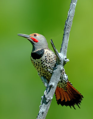 Red Shafted Northern Flicker, Cave Springs, Oak Creek Canyon, Sedona