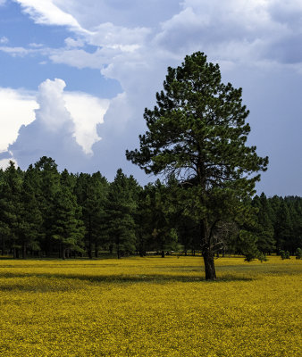 A Lone Ponderosa Pine in a field of yellow flowers south of Flagstaff, AZ
