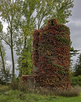 Door County Silo covered with Virginia Creeper vines.jpg