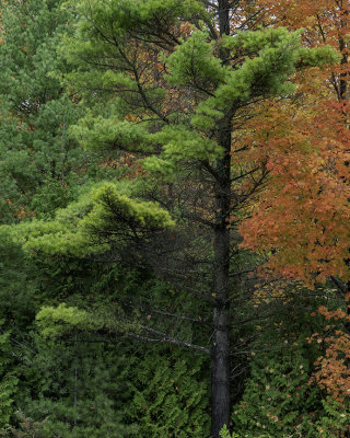 Northern White Pine and Red Maple, Door County, WI