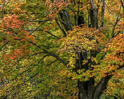 Sugar Maple, Door County, WI 