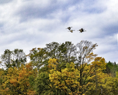 Sandhill Cranes, Door County, WI