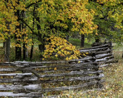 Sugar Maples and Fence, Door County, WI