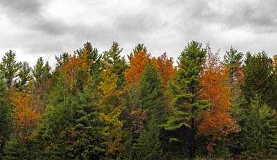 Northern Hardwood Forest in Door County, WI