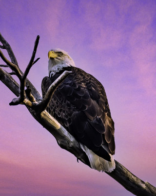 Bald Eagle, Dead Ranch Horse State Park, AZ