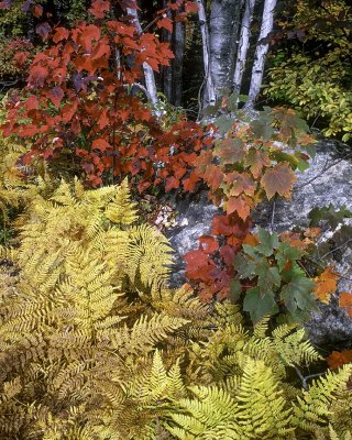 Bracken Ferns and Red Maple Trees, NH