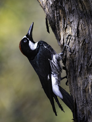 Acorn Woodpecker, Ash Canyon, AZ