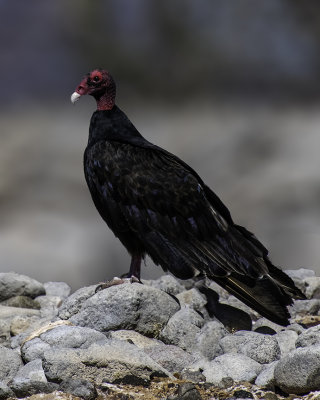 Turkey Vulture, Lake Pleasant Regional Park, AZ