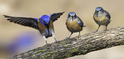 Western Bluebirds on a Log, Verde Valley, AZ