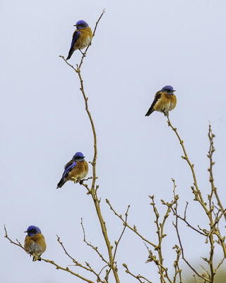 Bluebirds in a tree